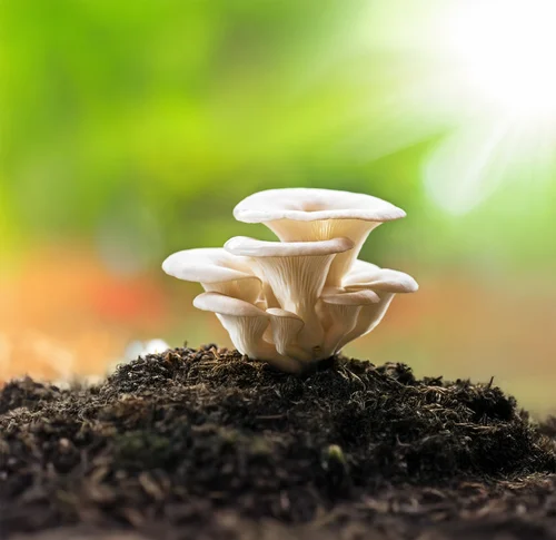 Whole Fresh Oyster Mushrooms